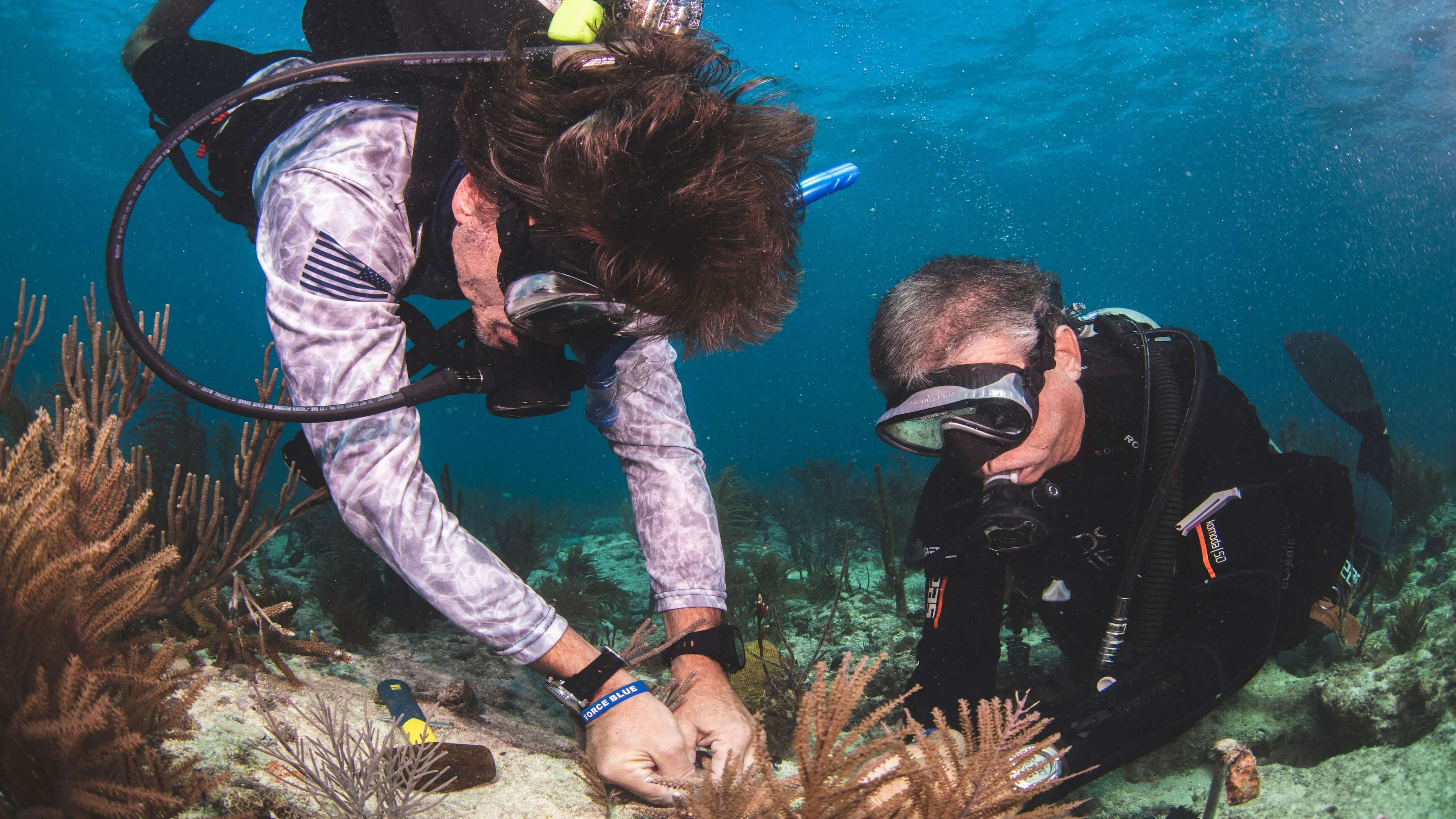 scuba divers planting coral