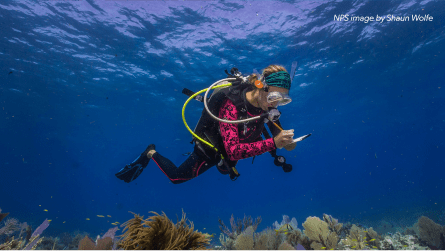 Scuba diver examining coral reef and taking notes.
