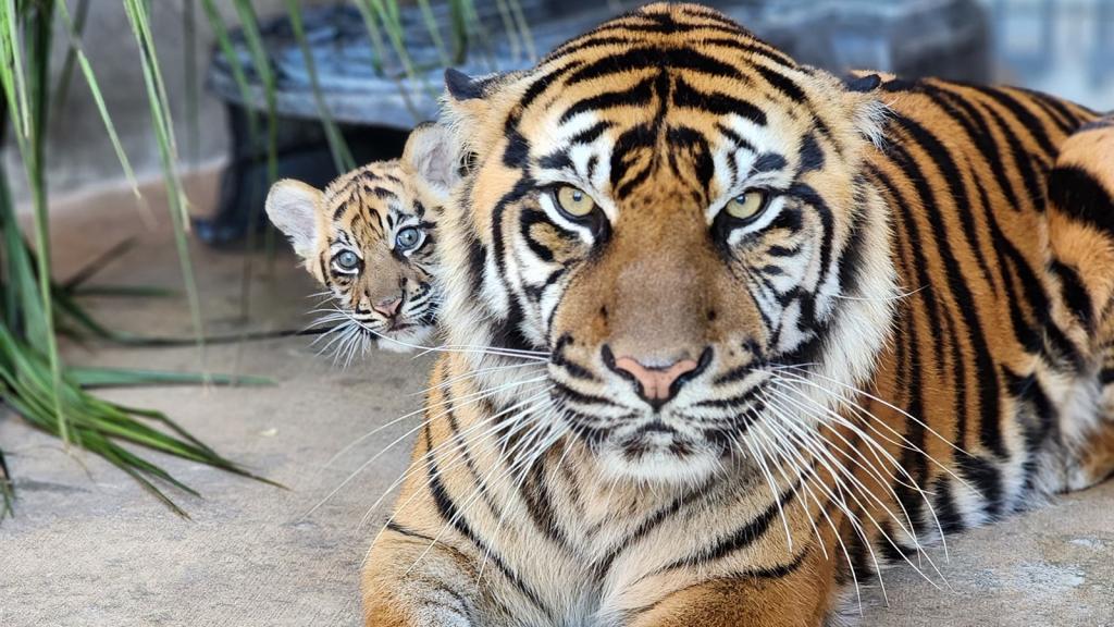 tiger cub and mother