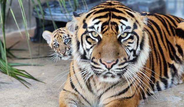 Orange tiger and its cute cub at Zoo Miami help educate visitors on conservation efforts