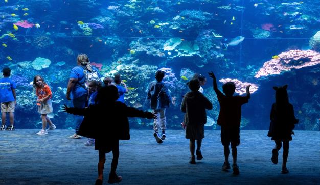Kids in front of a tank at the Georgia aquarium