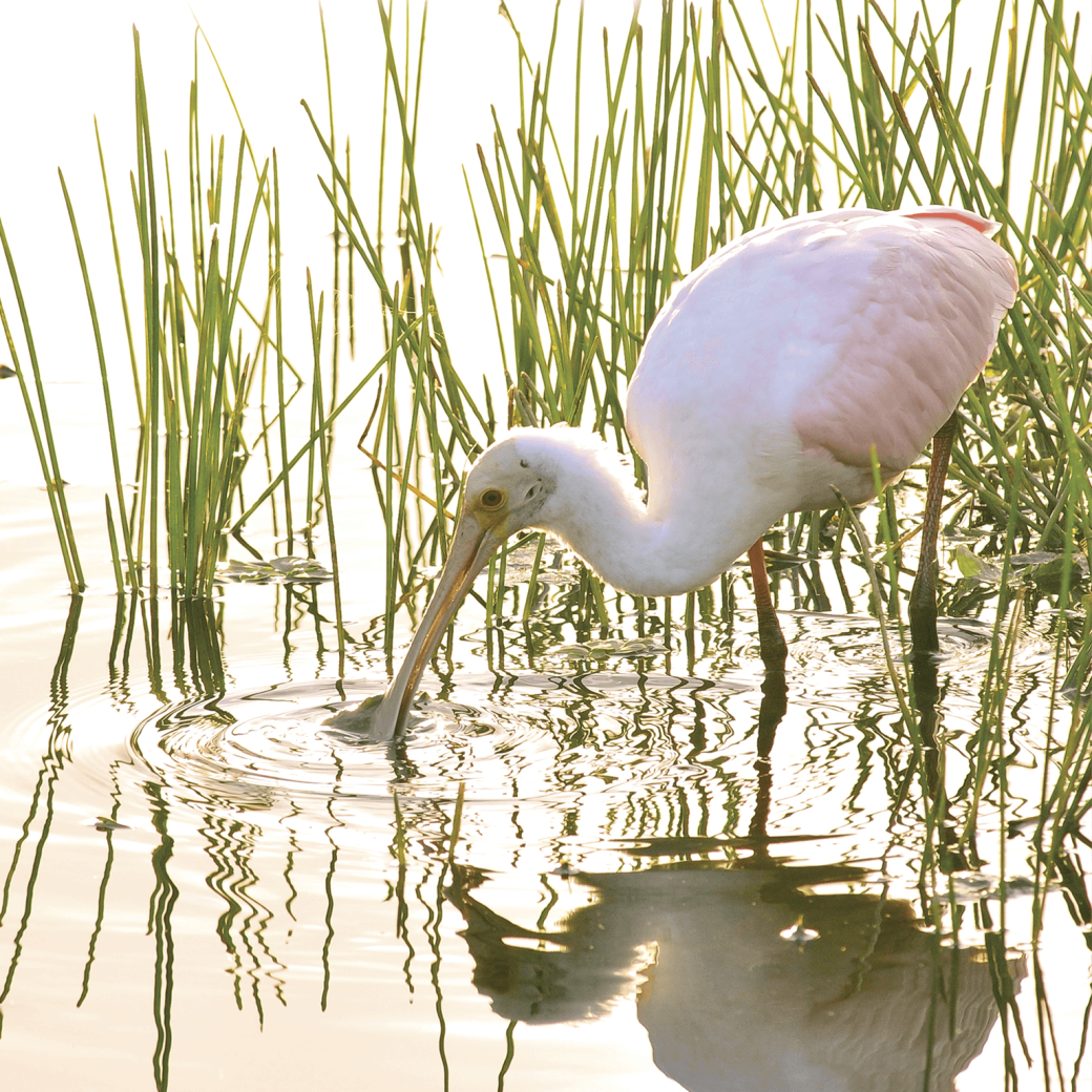 pink bird in water and reeds