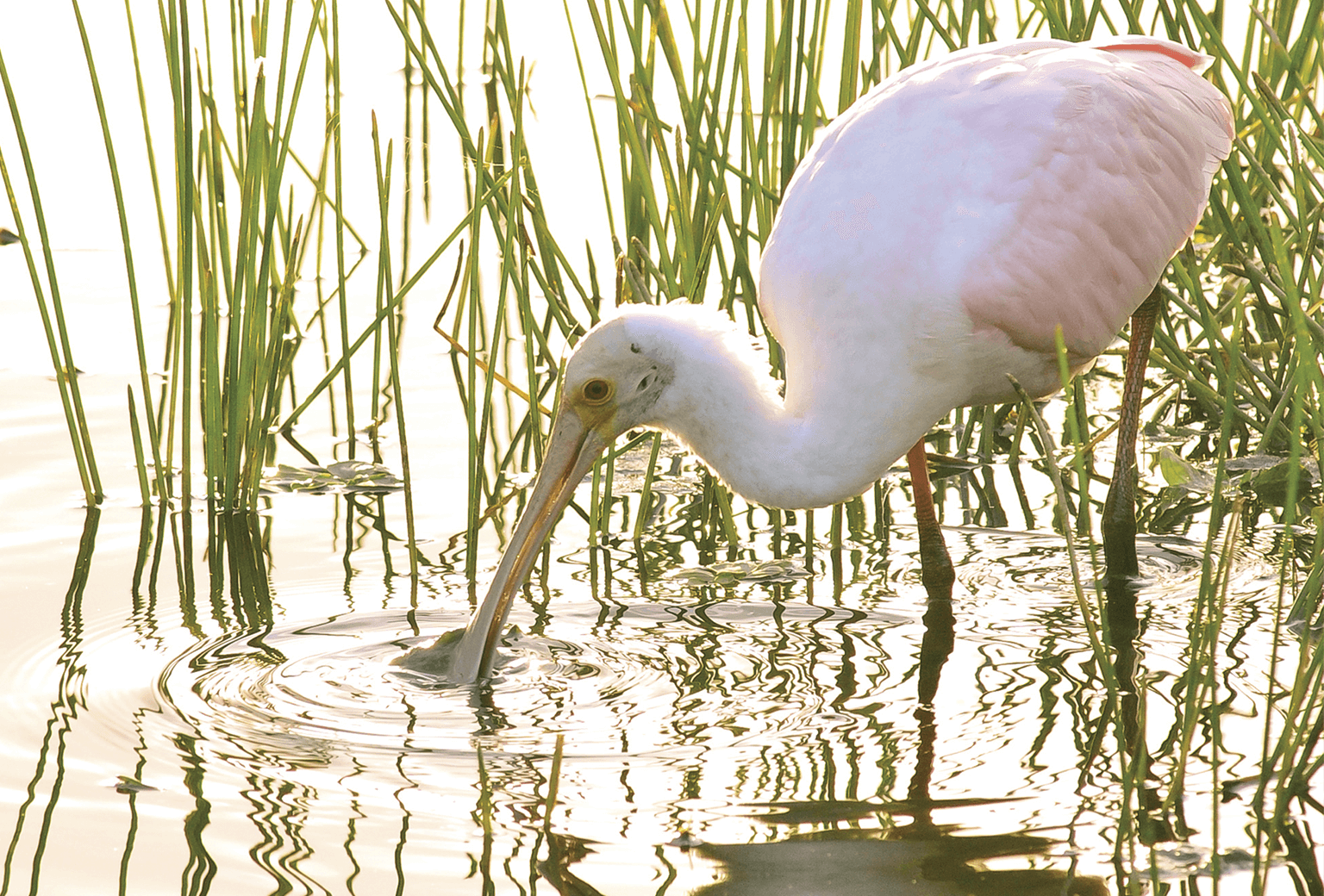 pink bird in water and reeds