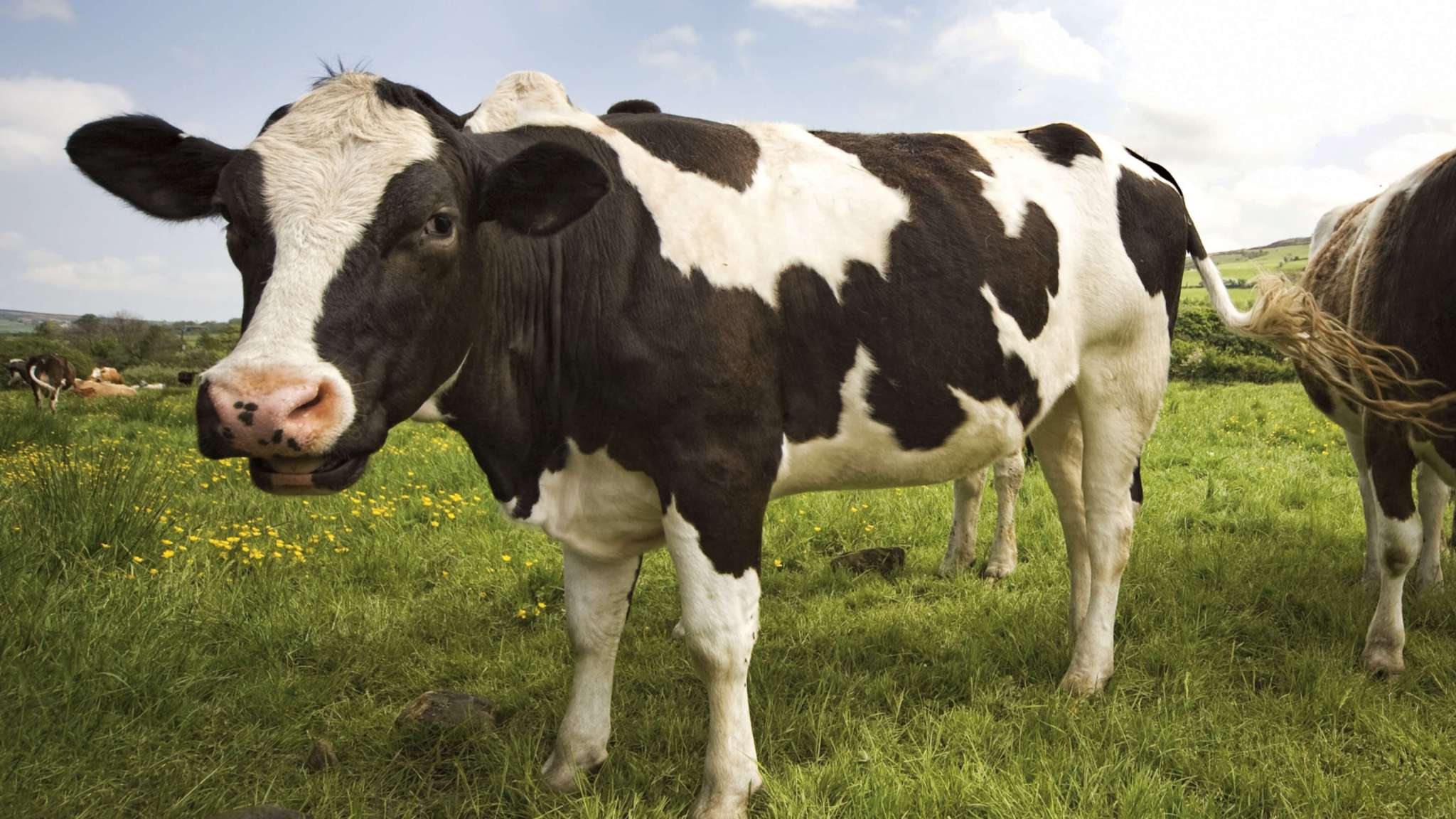 landfill diversion cow in field