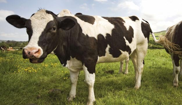 landfill diversion cow in field