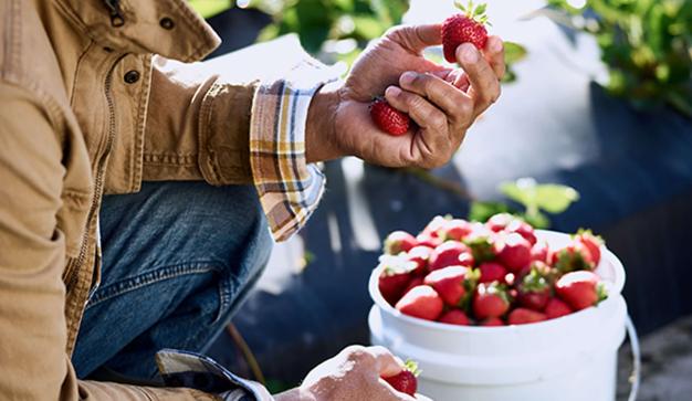 farmer examining freshly picked and responsibly sourced strawberries