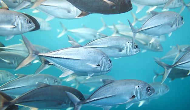 A school of fish swim in the ocean.