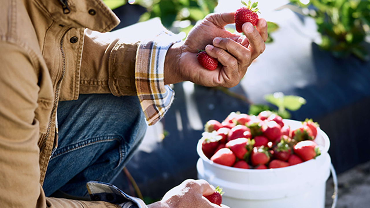 hands of a farmer holding fresh strawberries