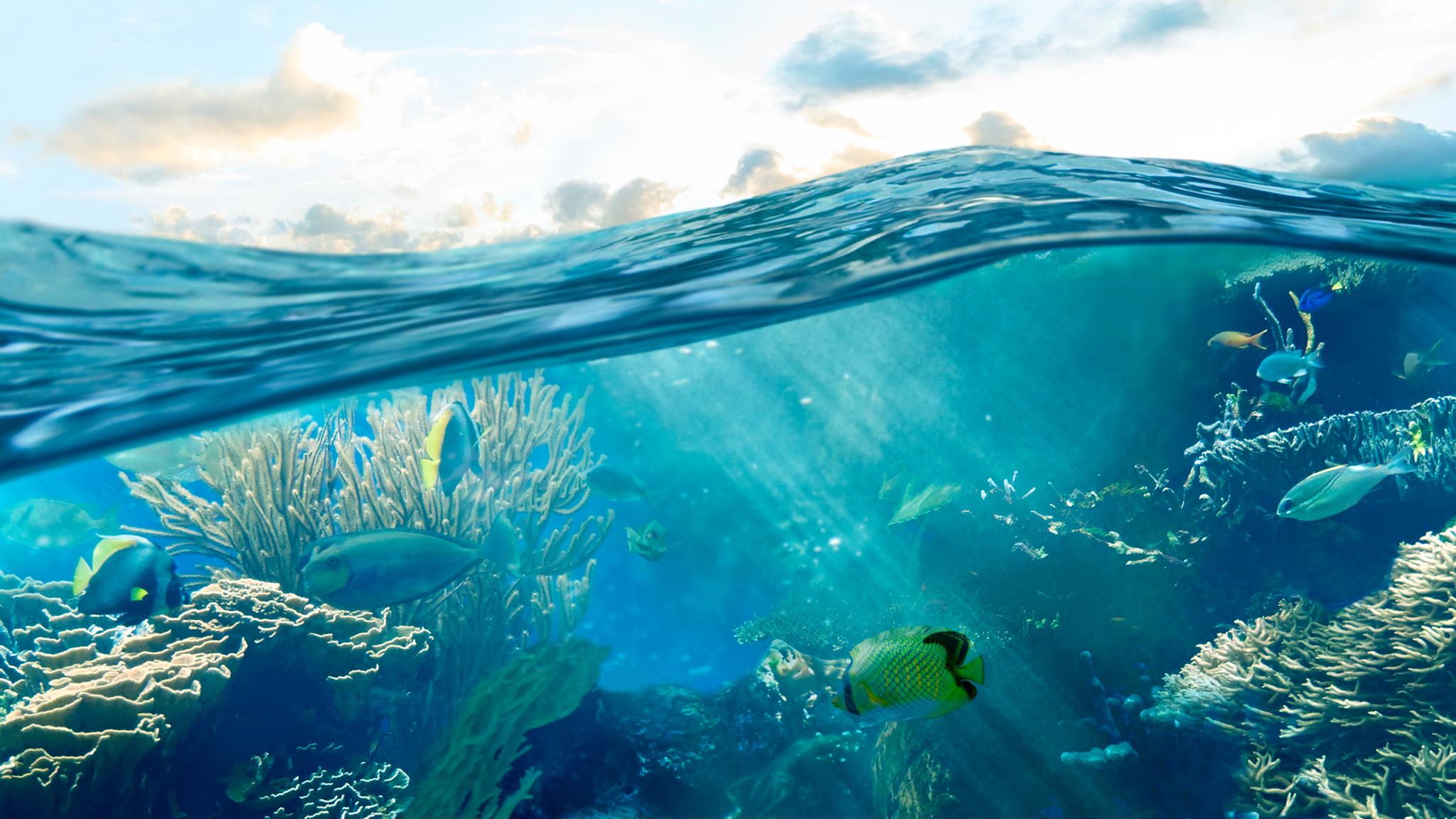 underwater photo of fish in a coral reef