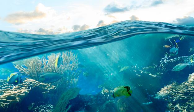 Colorful fish swim through a vibrant coral reef beneath rippling blue water.
