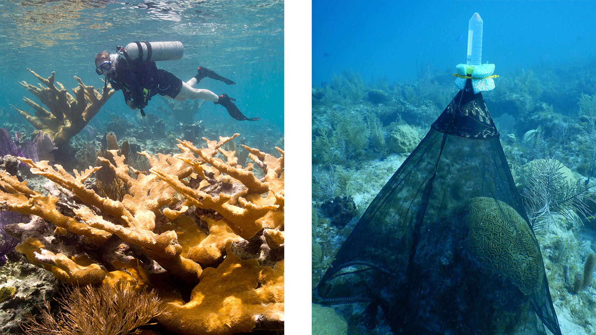 coral reef restoration