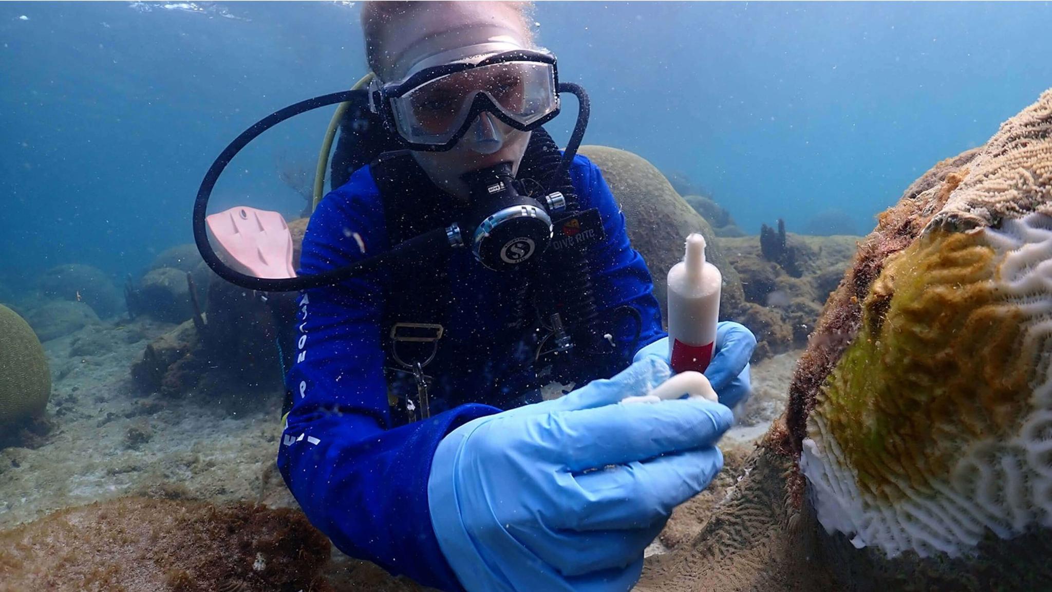 a woman suba diver taking samples from coral underwater