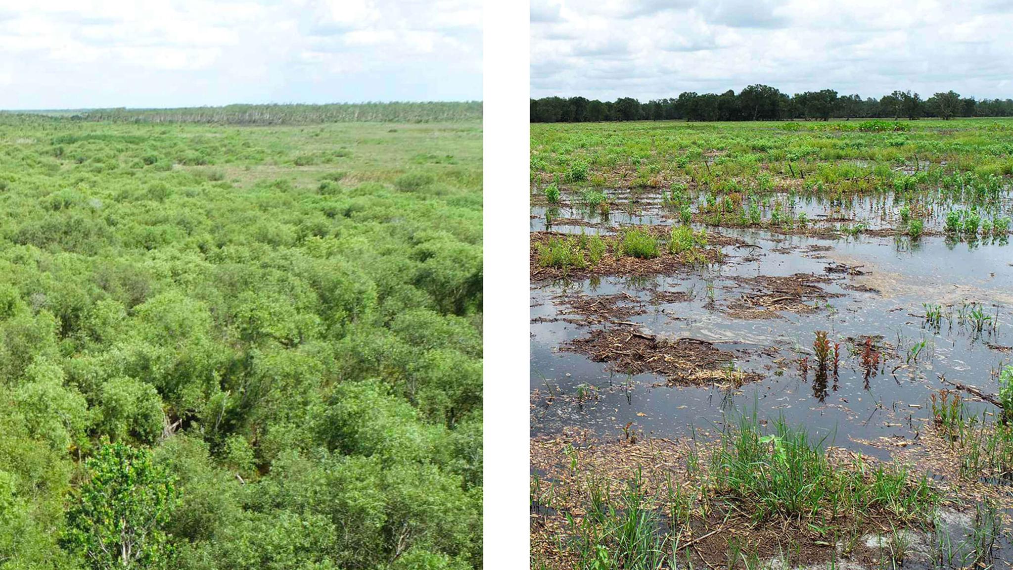 before and after images of removing invasive vegetation
