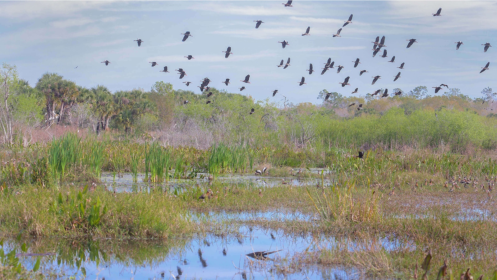 birds flying over Corkscrew Swamp Sanctuary