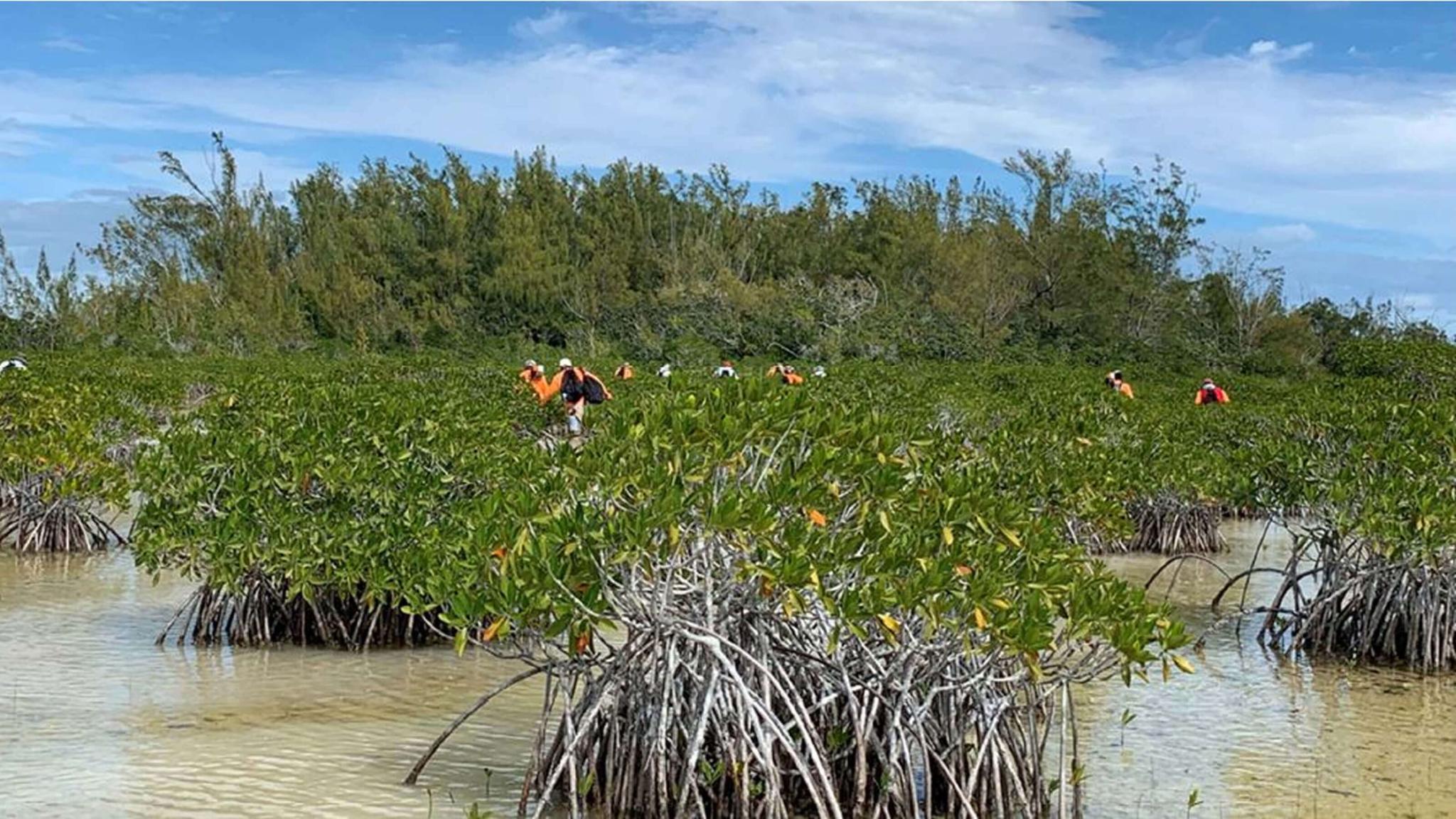 Workers walk through mangroves toward the Australian pines at Everglades National Park in Florida.