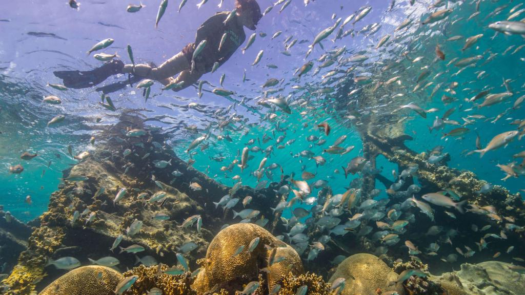 a person snorkeling over a vibrant coral reef