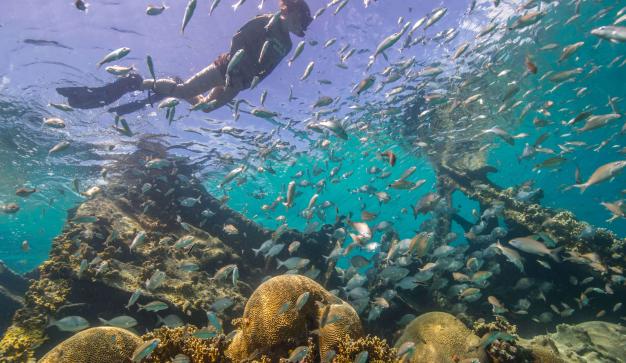 a person snorkeling over a vibrant coral reef