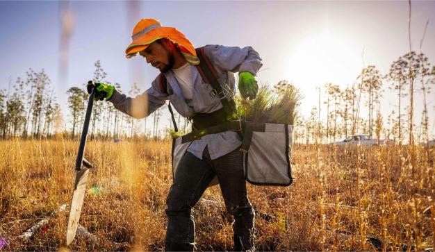 a man planting young pine trees