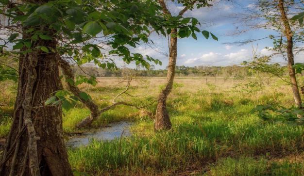 natural florida wetland