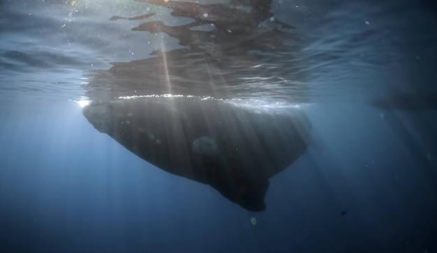 whale under water