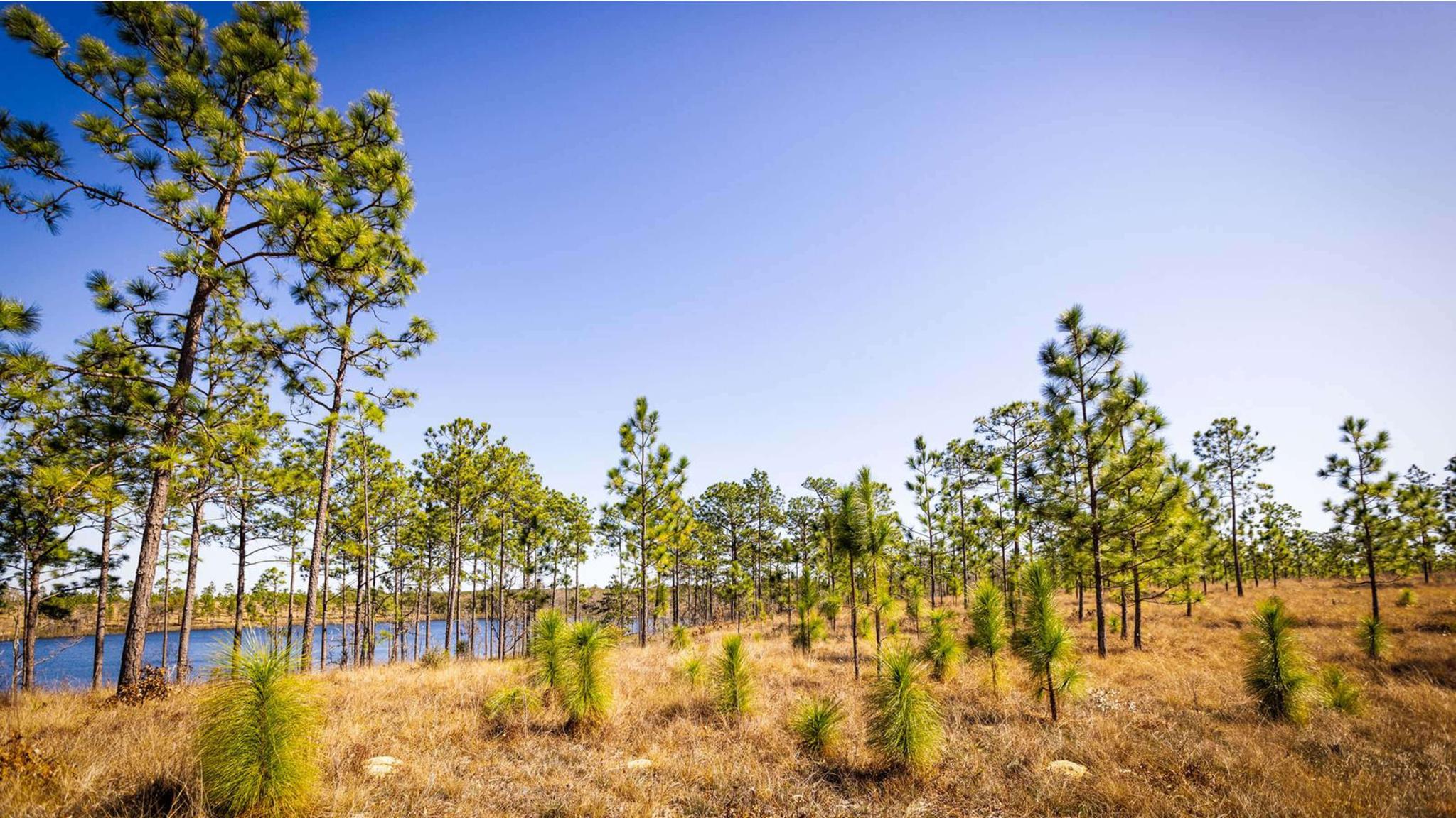 pine tree saplings