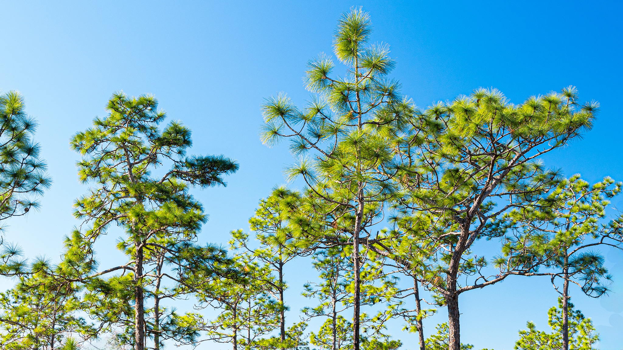 Trees in front of a blue sky.