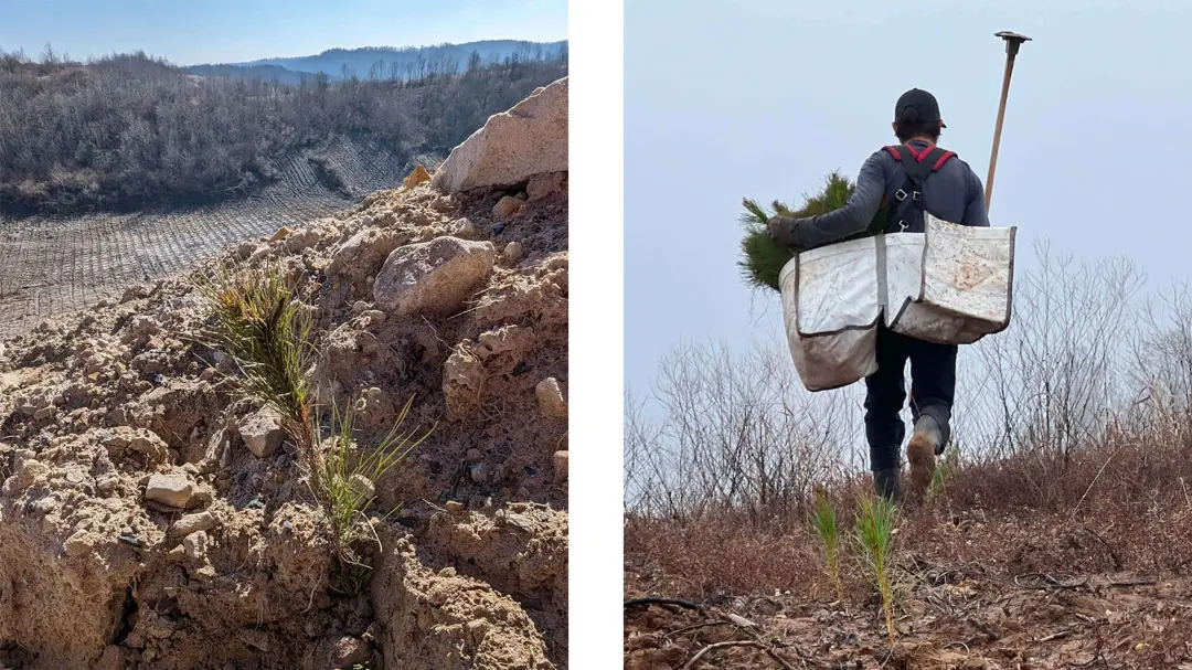 Side-by-side images of reforestation work: on the left, a rocky hillside with newly planted pine seedlings spaced across disturbed soil; on the right, a person walks uphill carrying saplings and planting tools, preparing to plant trees on the barren slope.