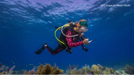 Scuba diver examining coral reef and taking notes.